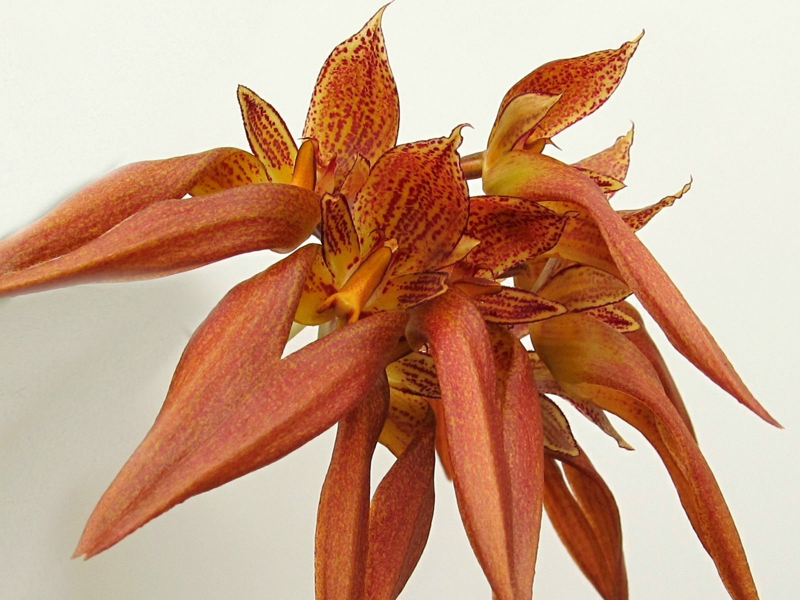Bulbophyllum phalaenopsis x longibrachiatum