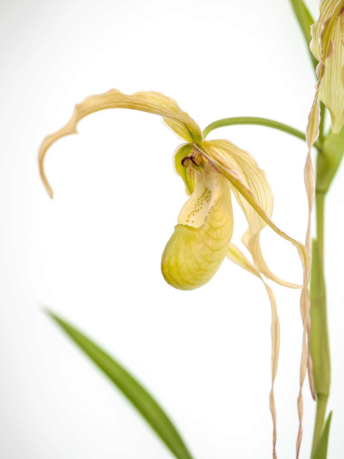 Phragmipedium  longifolium x (pearcei x wallisii)