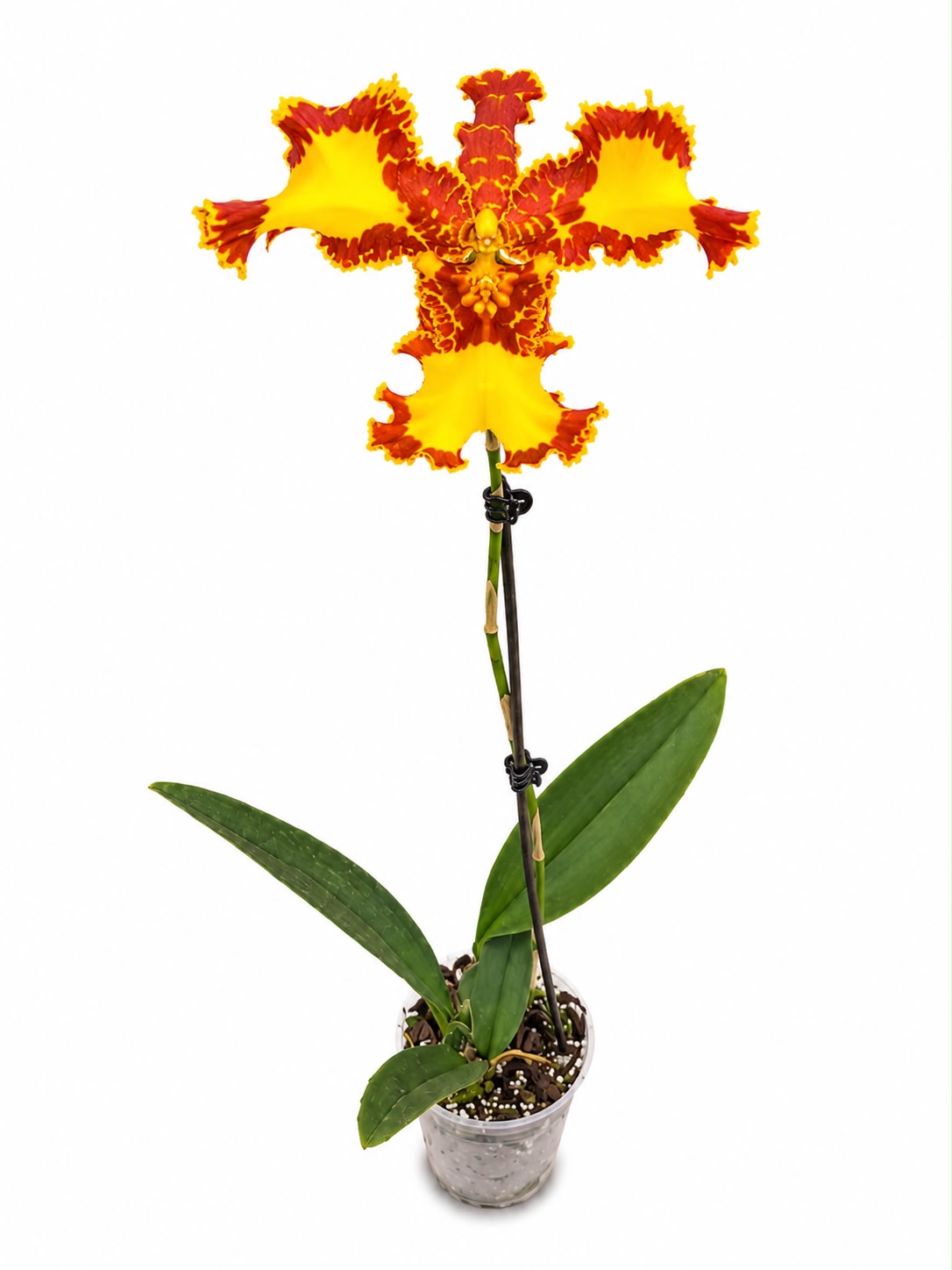 Psychopsis Mariposa '3-lip'