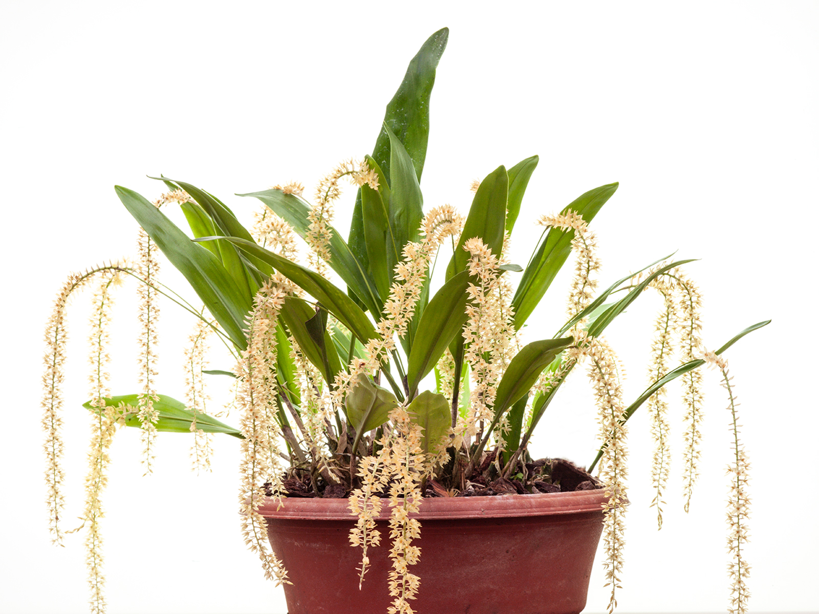 Dendrochilum propinquum