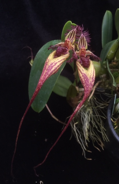 Bulbophyllum Cindy Dukes (rotschildianum x putidum)