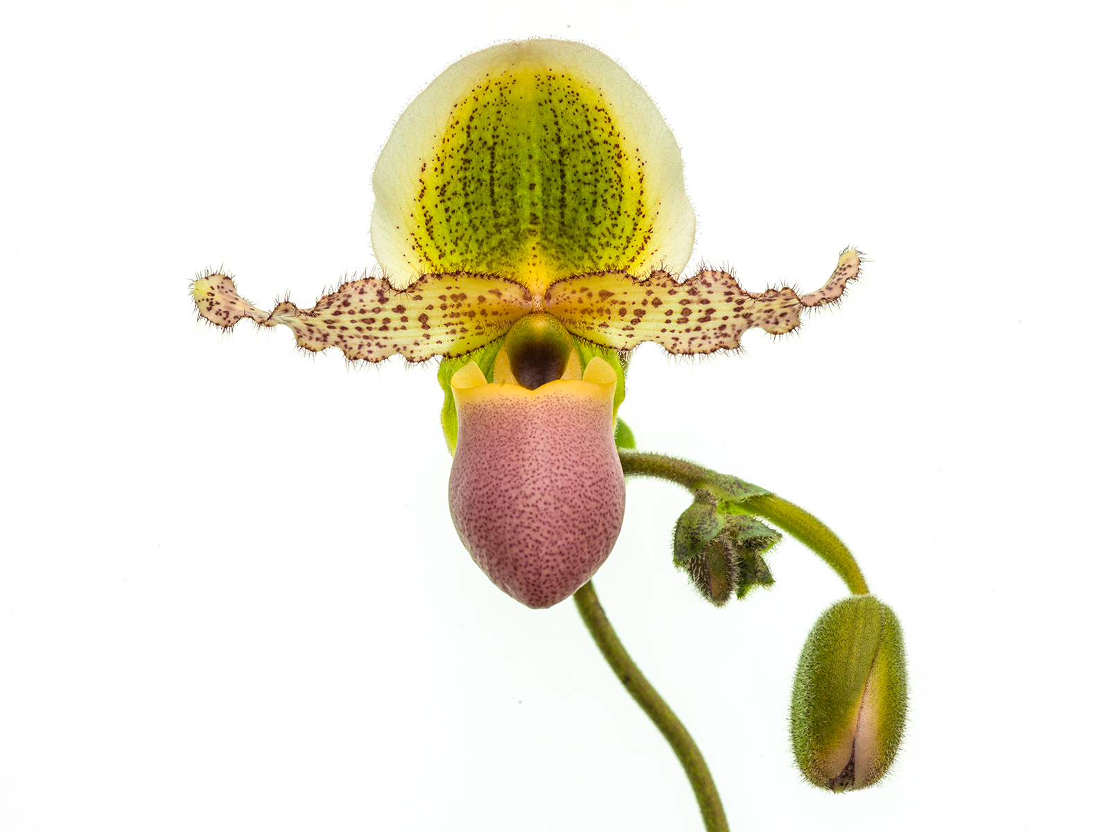 Paphiopedilum Pinocchio