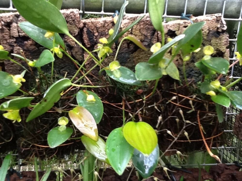 Pleurothallis sphaerantha (aufgebunden)