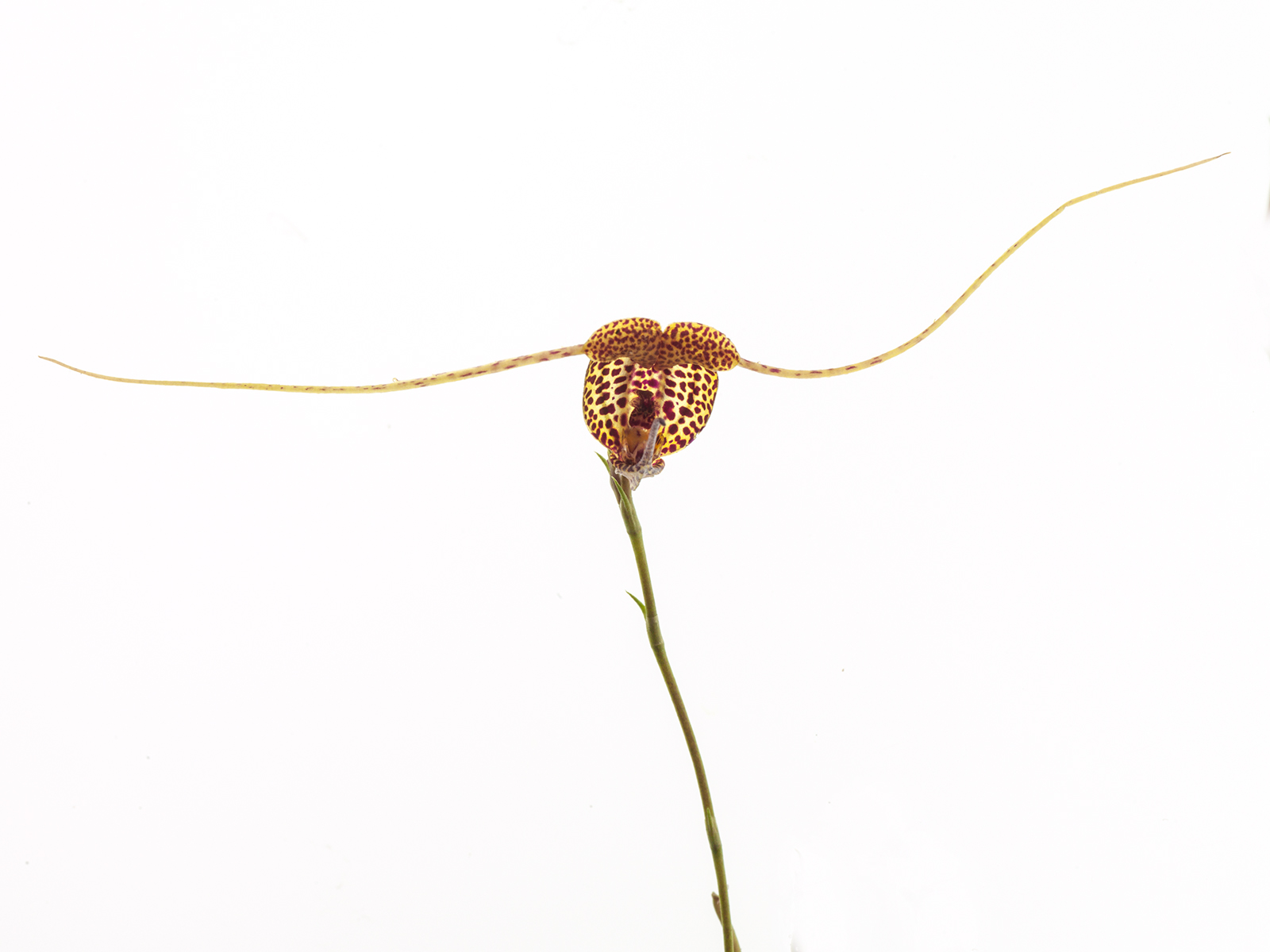 Scaphosepalum swertiifolium