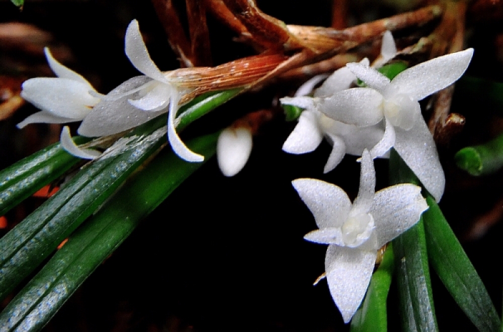 Ceratostylis philippinensis