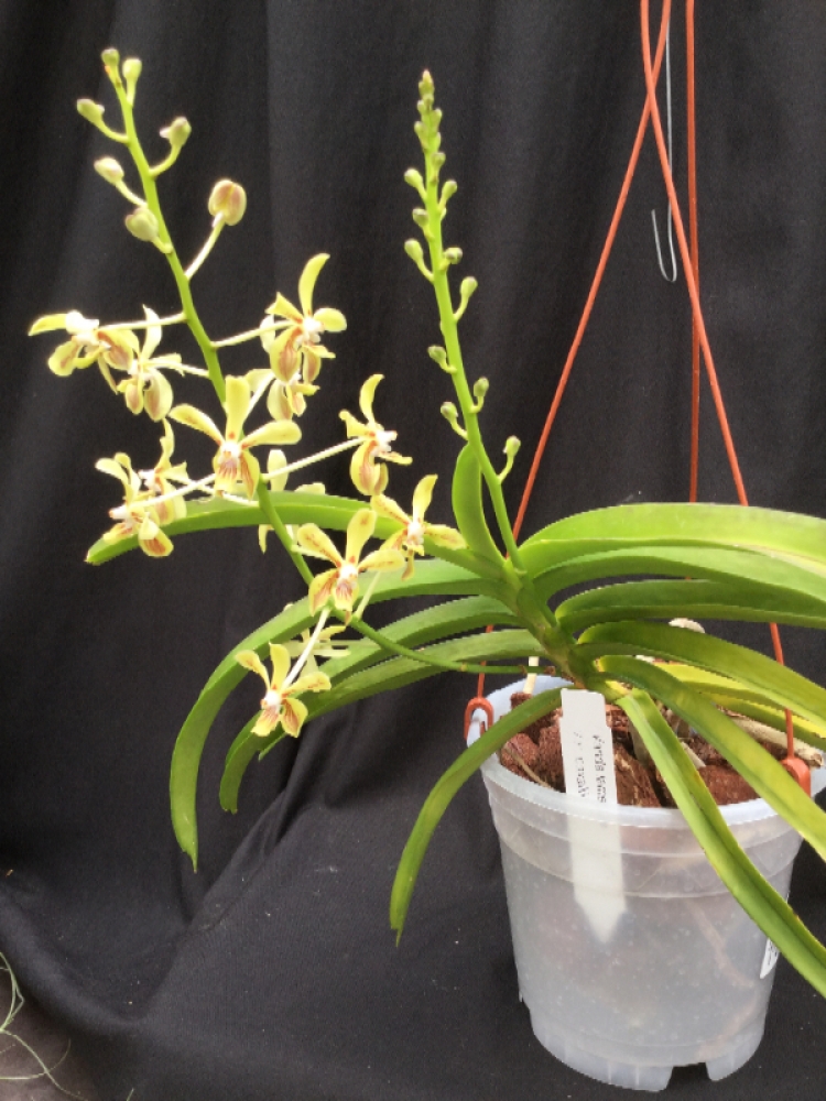 Vanda lamellata var.boxallii