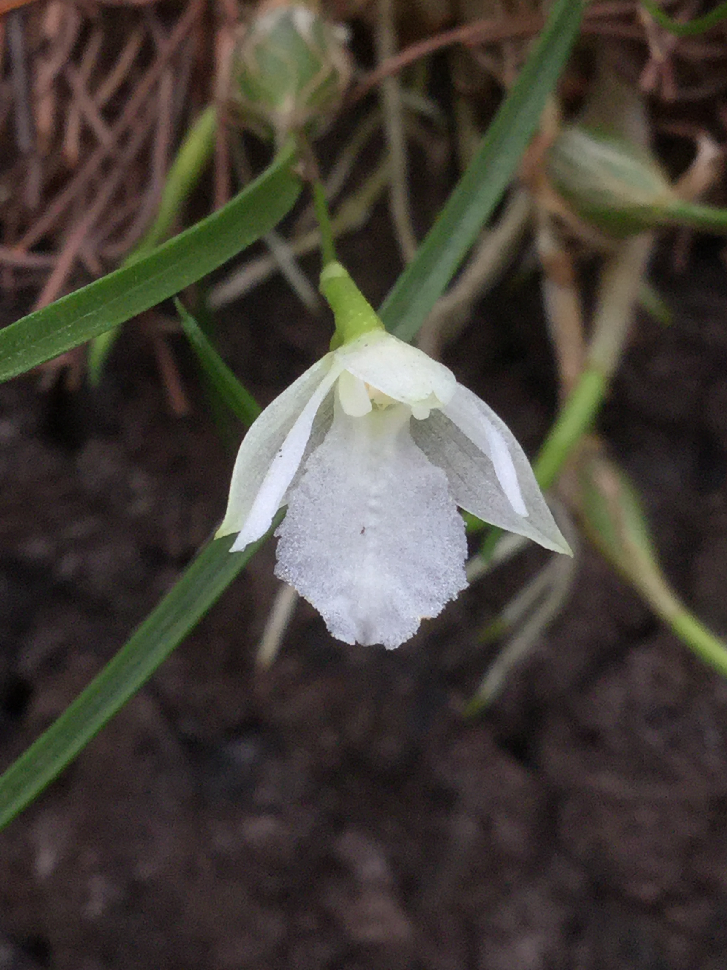 Isabelia pulchella var. alba