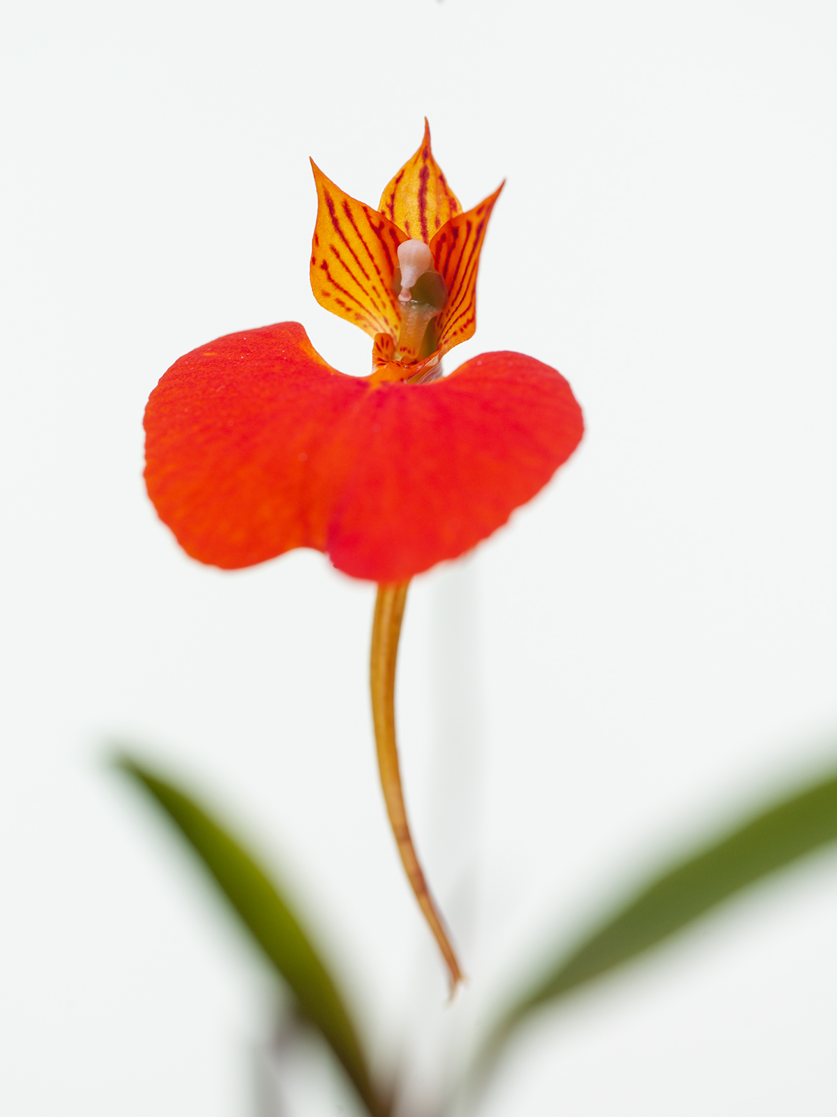 Comparettia speciosa