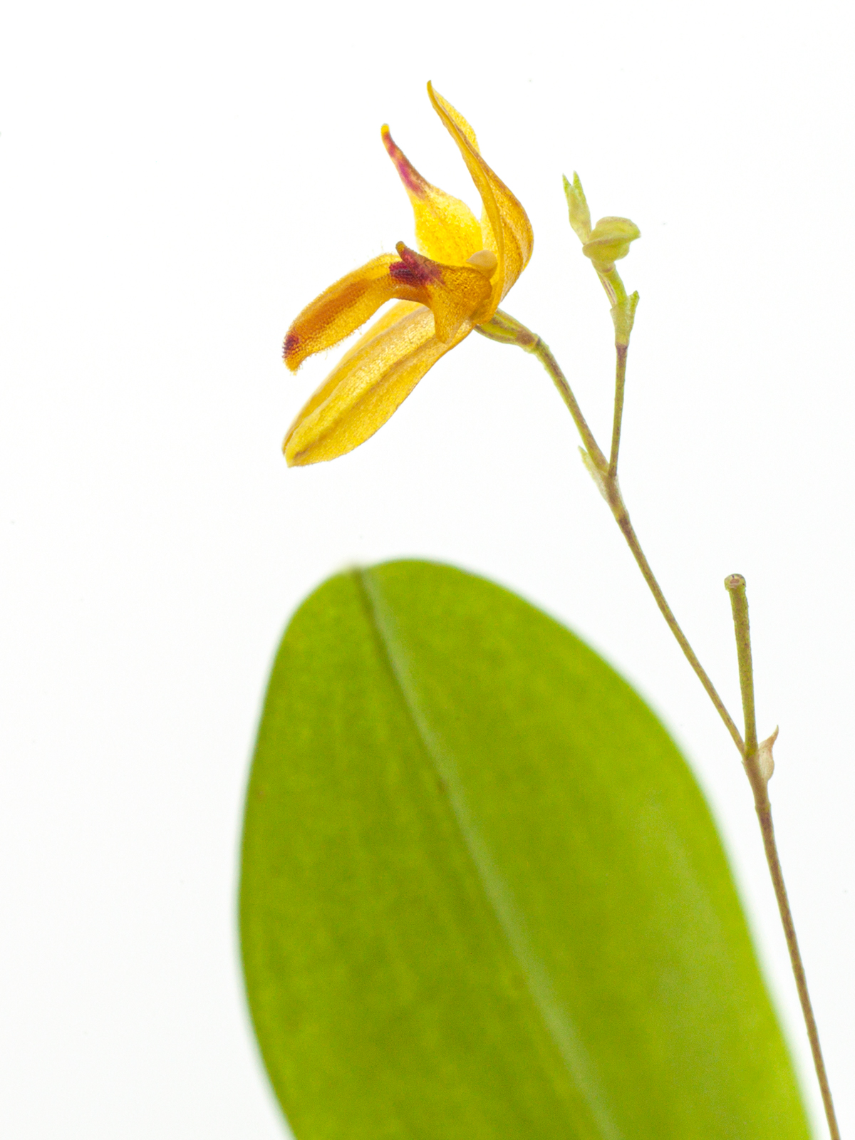 Pleurothallis rubella (aufgebunden)