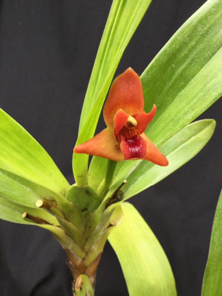 Maxillaria elatior