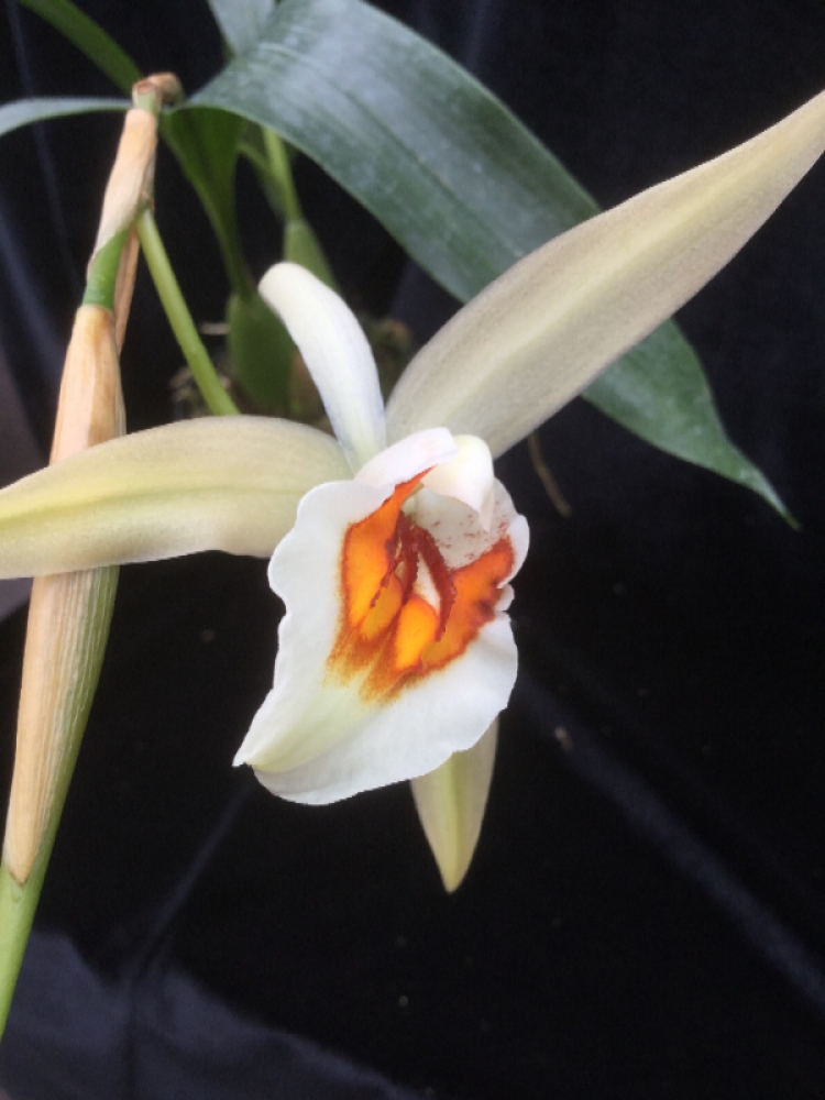 Coelogyne lawrenceana x punctata