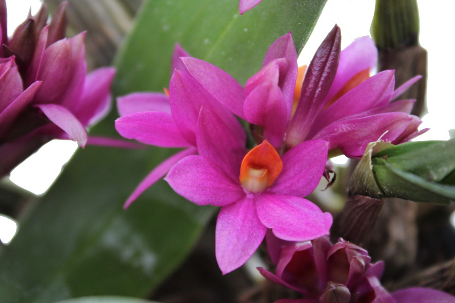 Dendrobium Hibiki (aufgebunden)