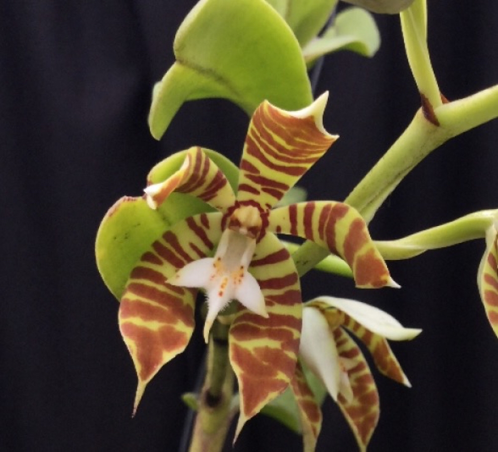 Trichoglottis fasciata