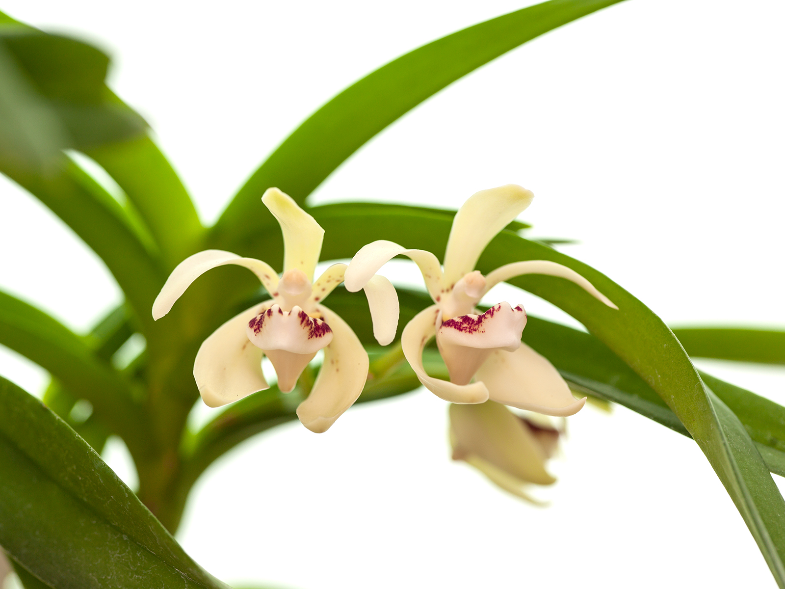 Vanda pumila(Ampel)