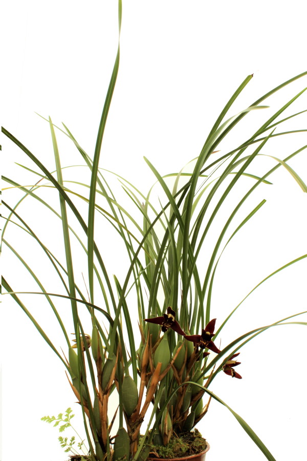 Maxillaria tenuifolia (pot)