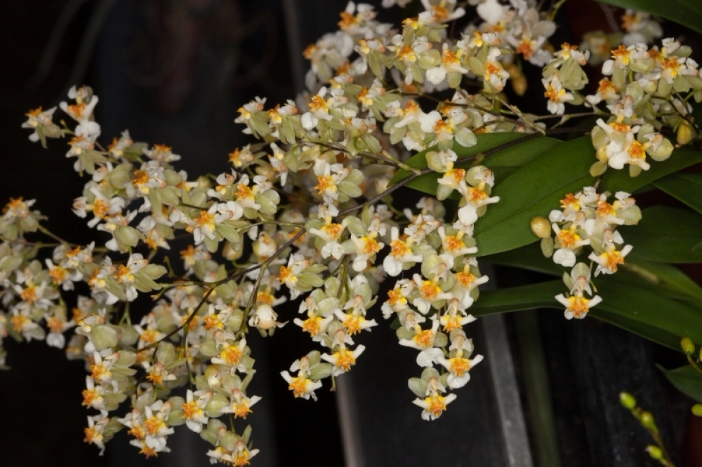 Oncidium Twinkle White Fantasy (Duftorchidee)