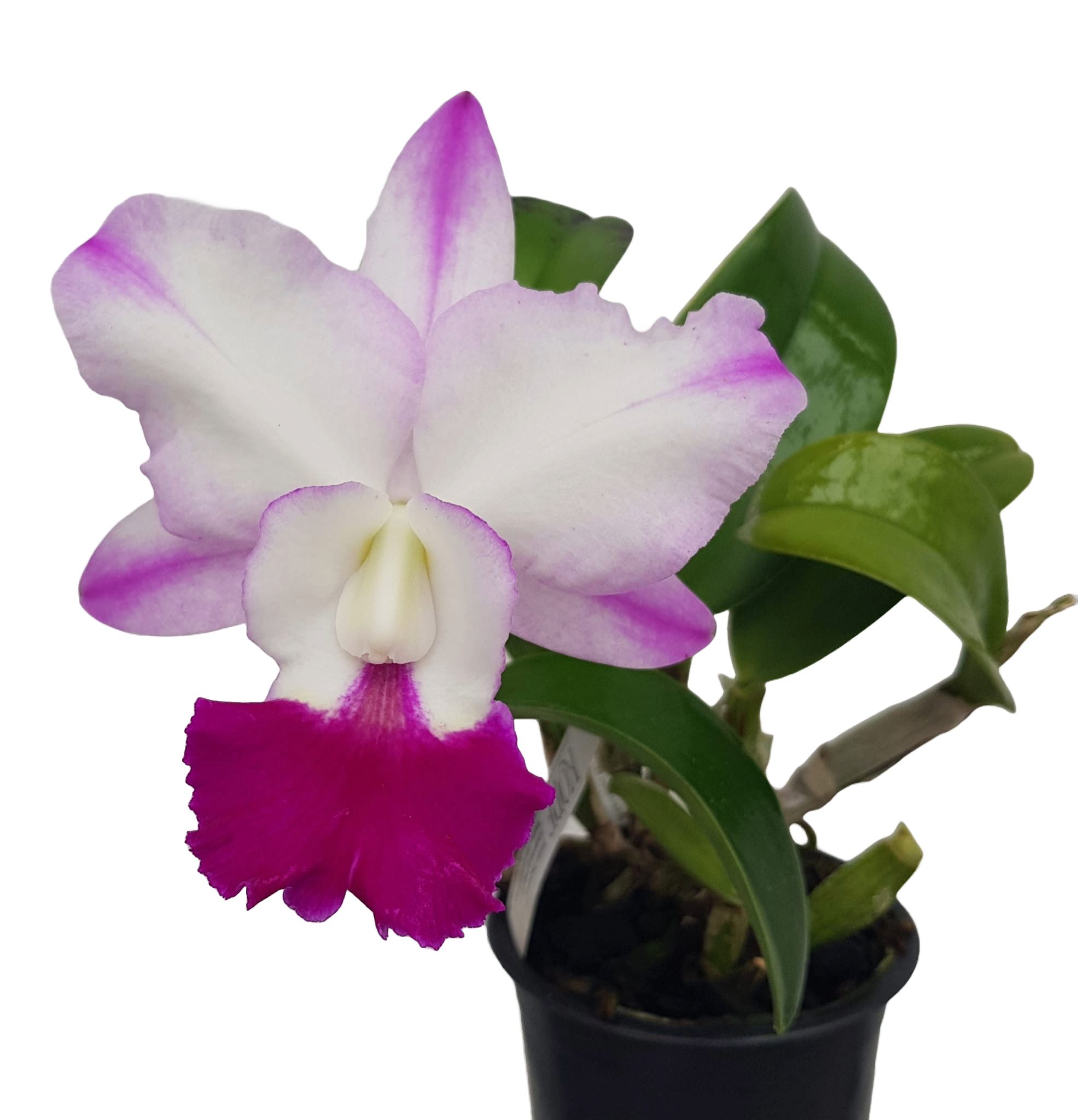 Cattleya Hua Young Royal 'Five Star'