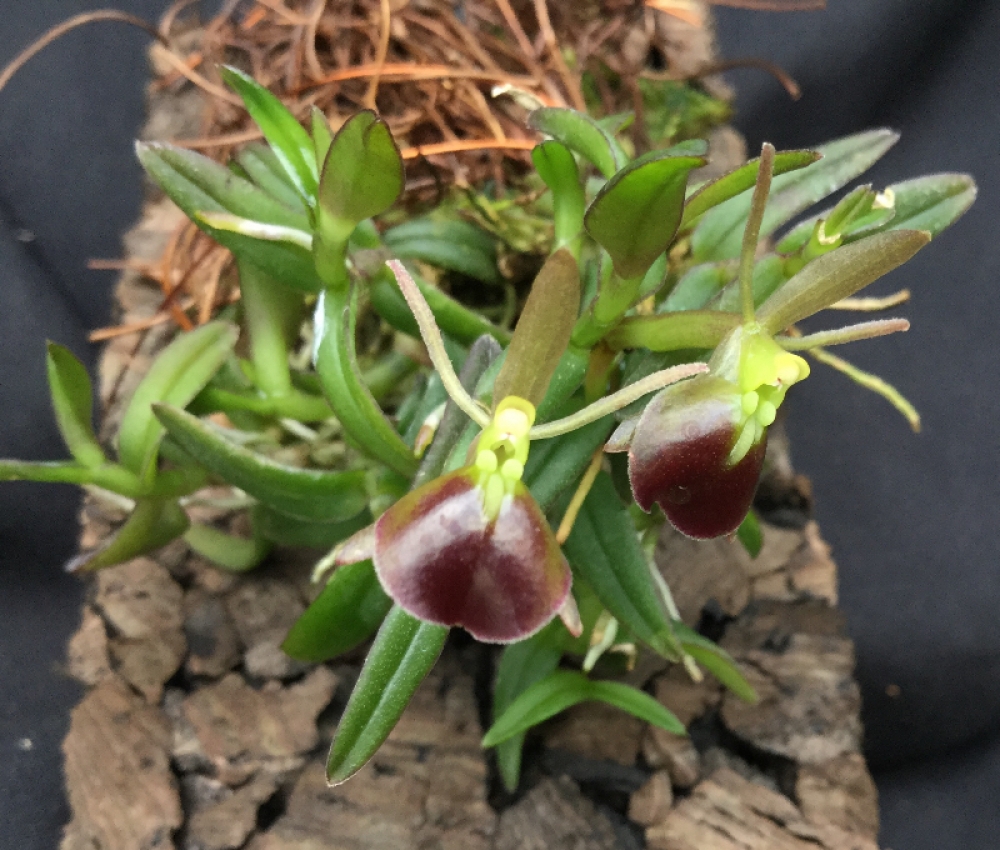 Epidendrum peperomia 