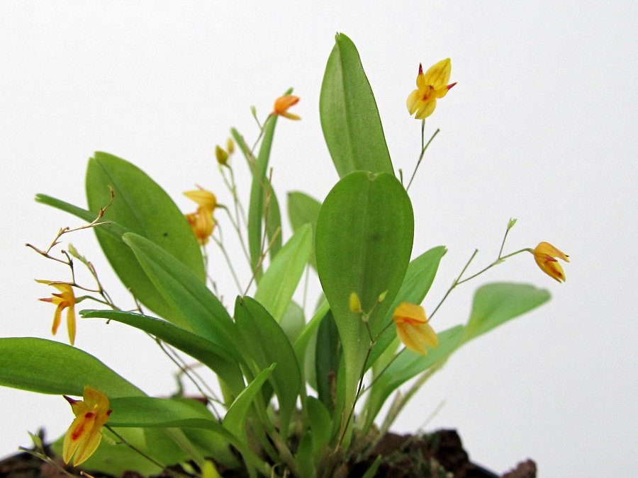 Pleurothallis rubella 