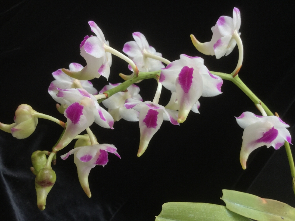 Aerides lawrenceae