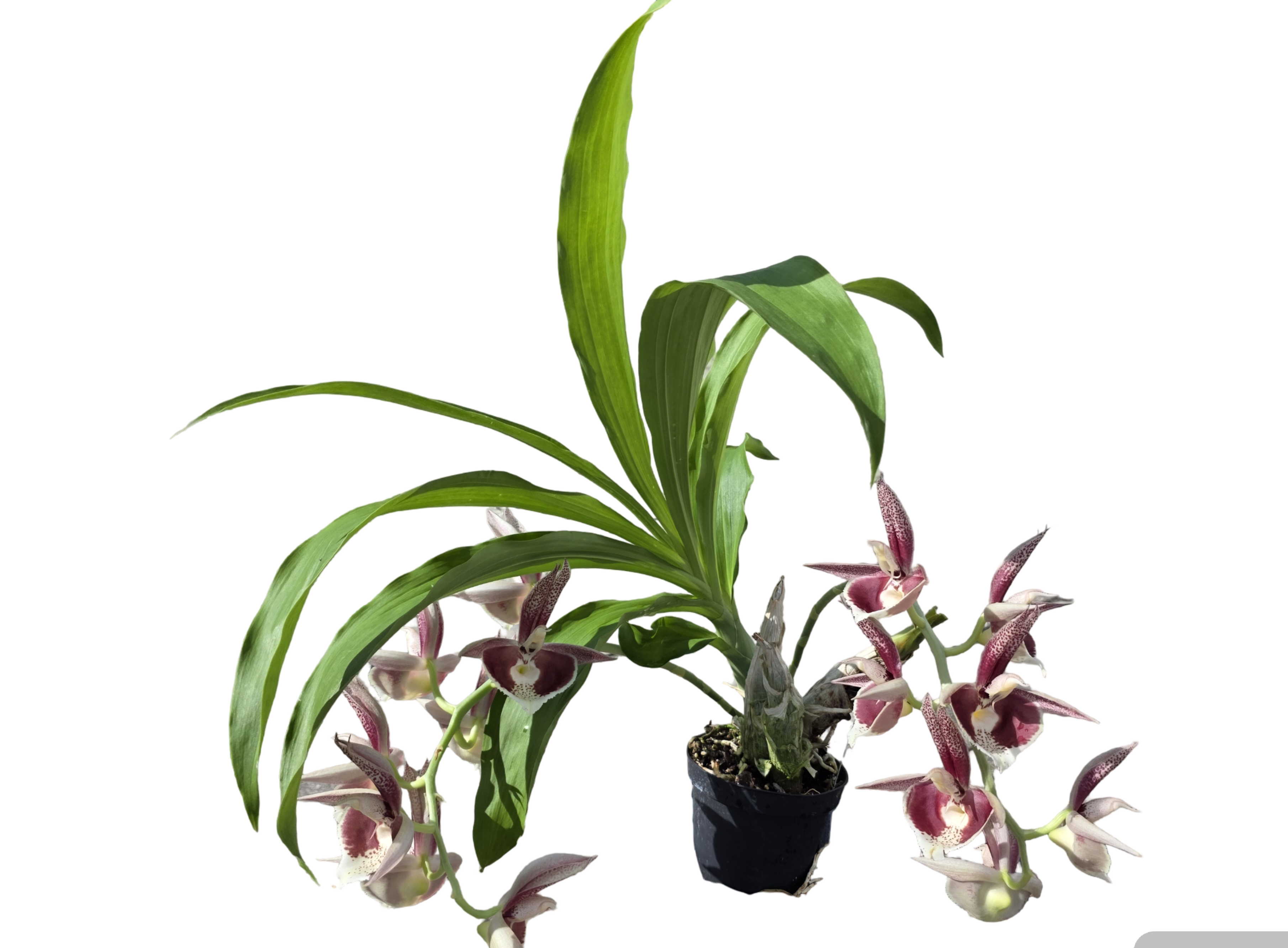 Catasetum pileatum var. imperiale