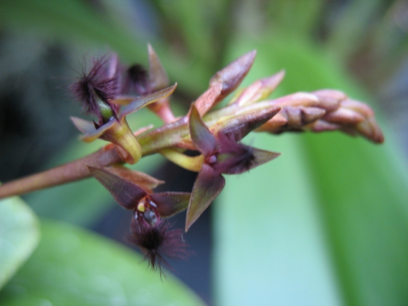 Bulbophyllum distans