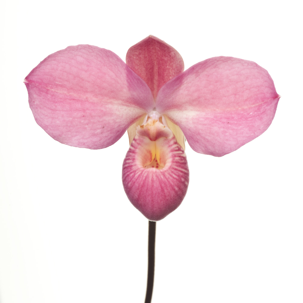Phragmipedium Fritz Schomburg SM/DOG
