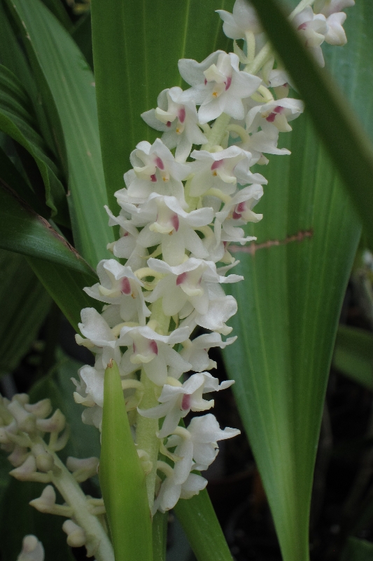 Bryobium hyacinthoides