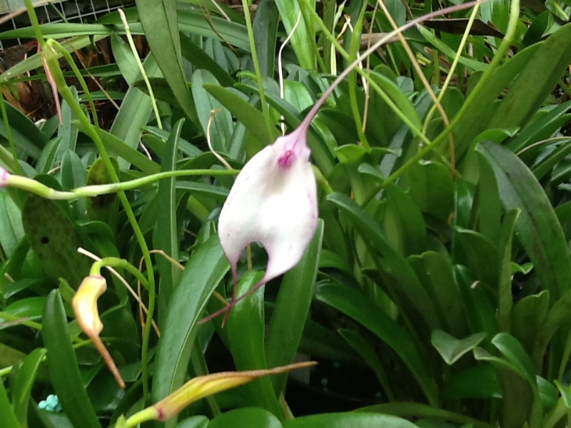 Masdevallia Measuresiana