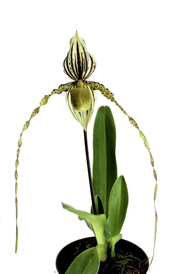 Paphiopedilum Kemp Tower x St.Swithin 