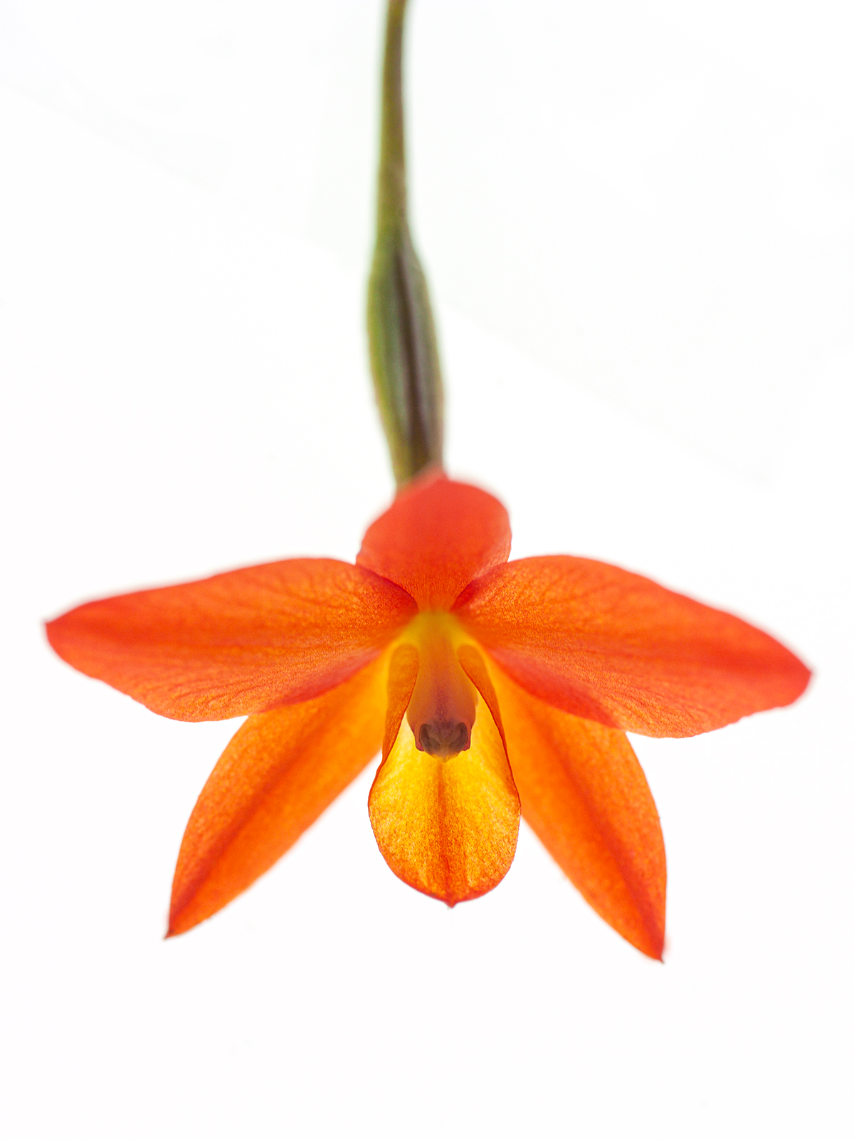 Sophronitis cernua