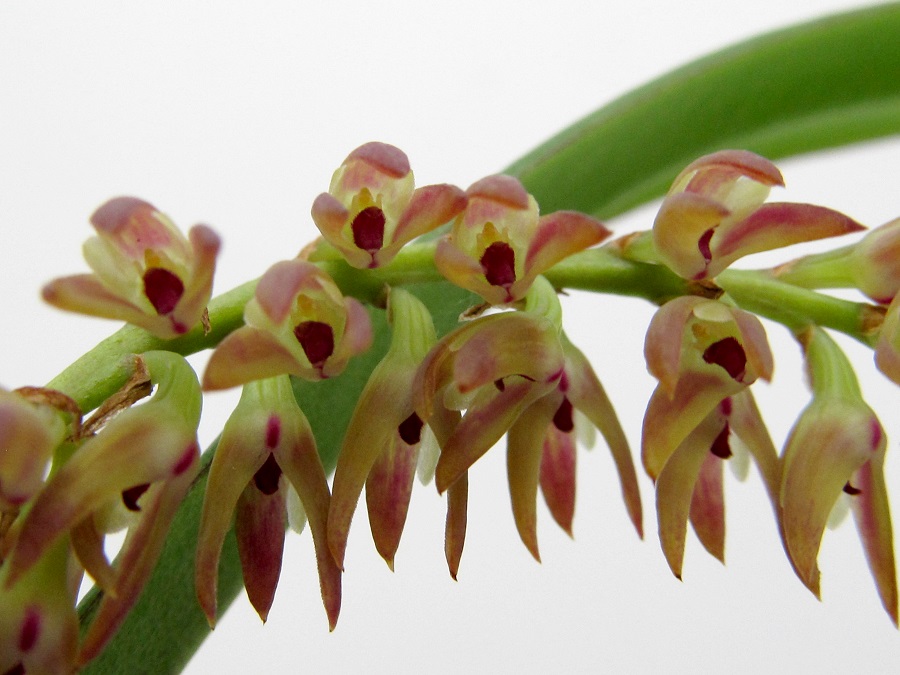 Bulbophyllum pumilum var. recurvatum(aufgebunden)
