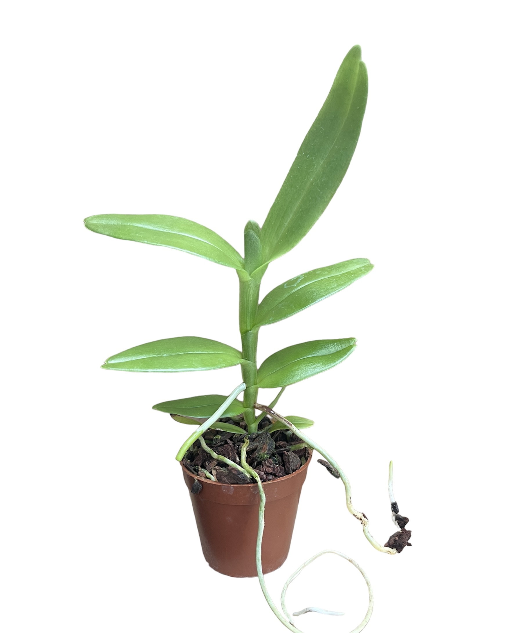 Angraecum birrimense