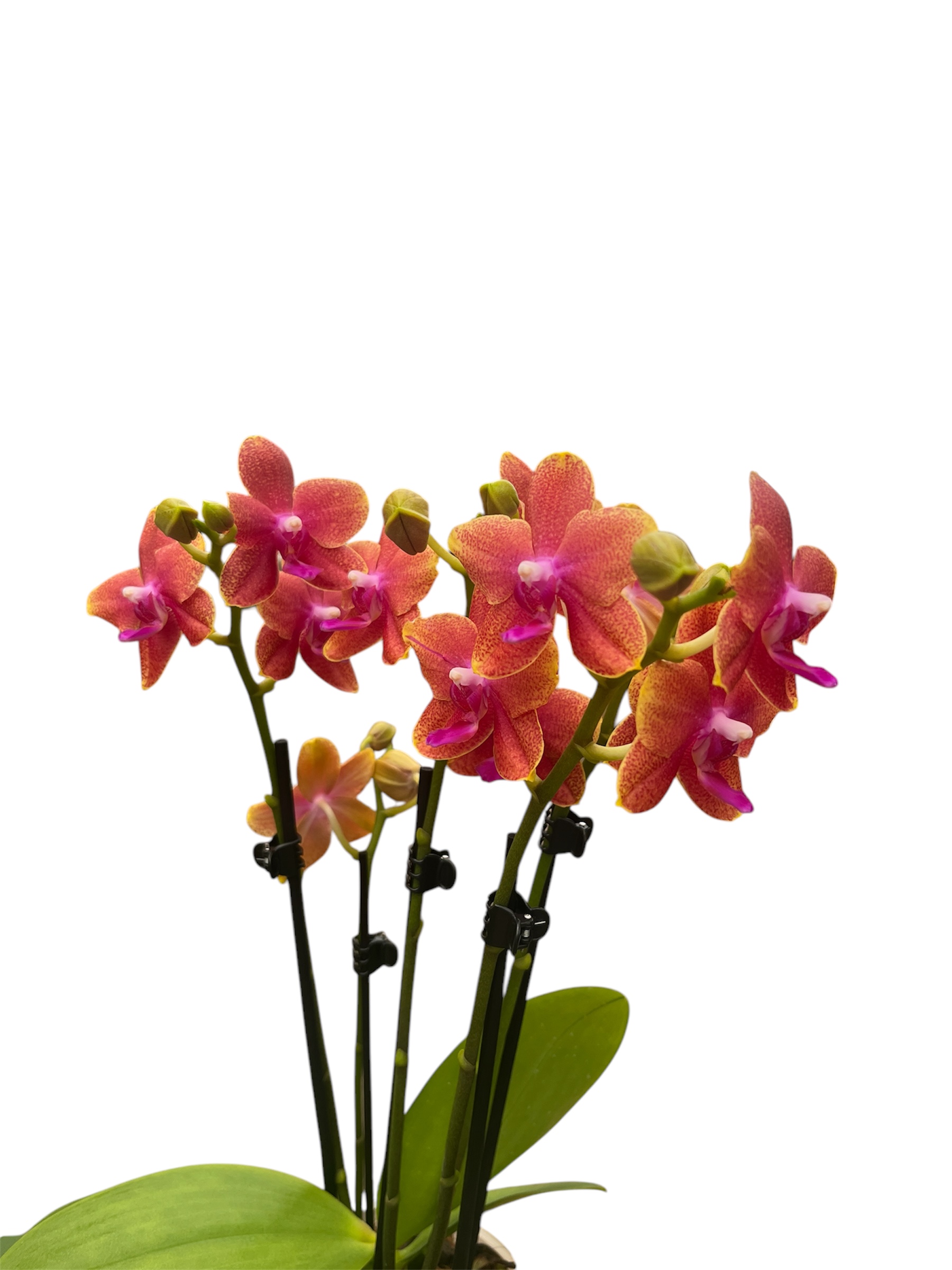 Phalaenopsis bolgheri