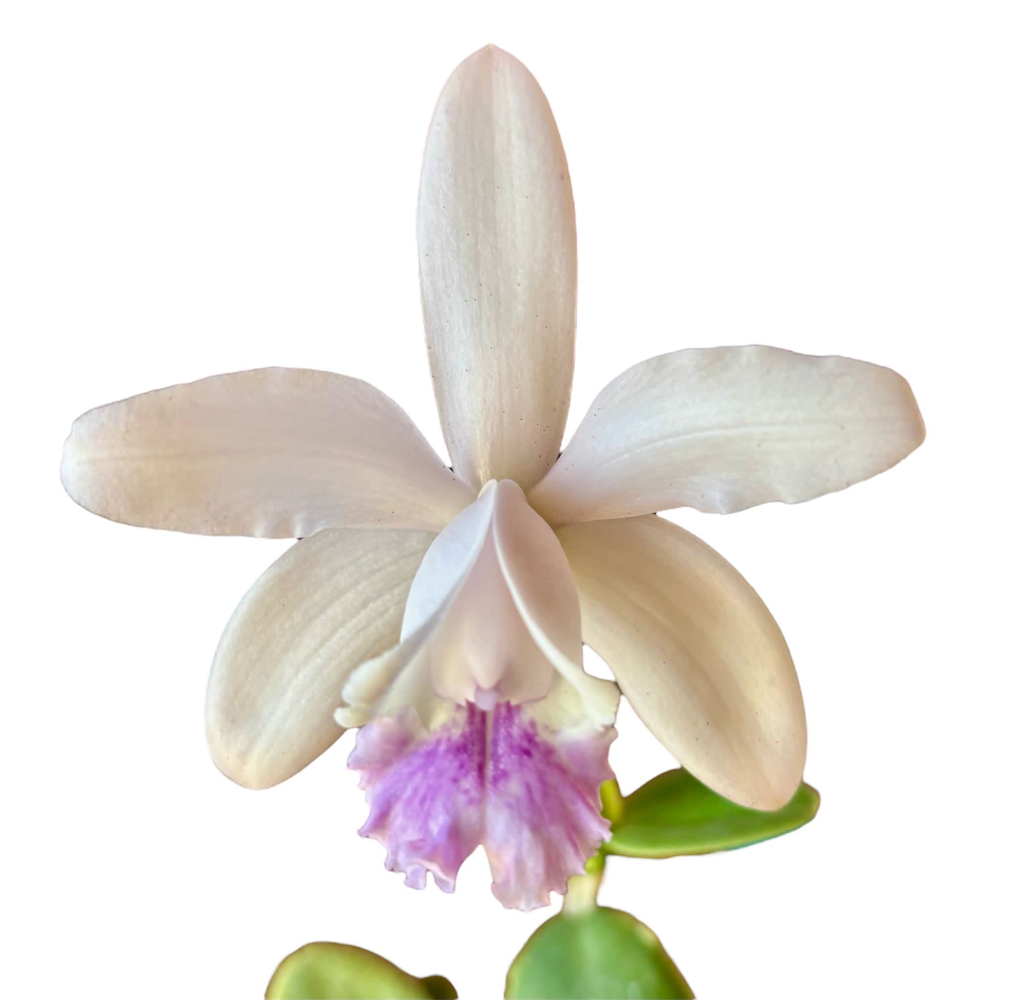 Cattleya intermedia var. coerulea (aufgebunden)
