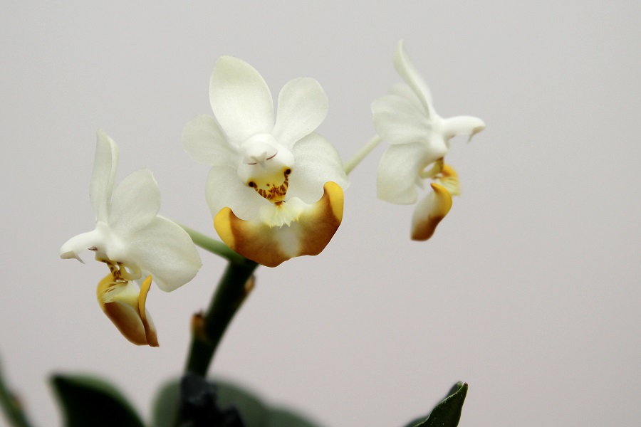 Phalaenopsis lobbii (aufgebunden)