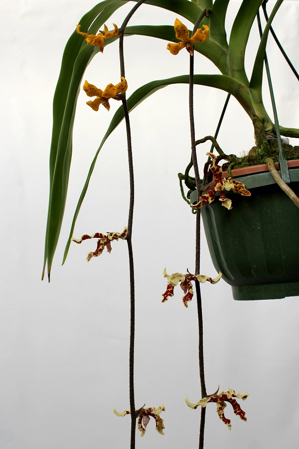 Dimorphorchis lowii