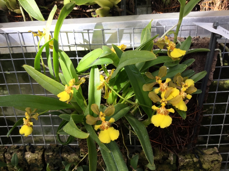 Oncidium uniflorum (a)