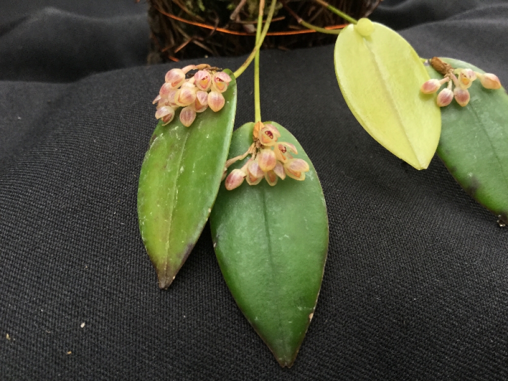 Pleurothallis canaligera