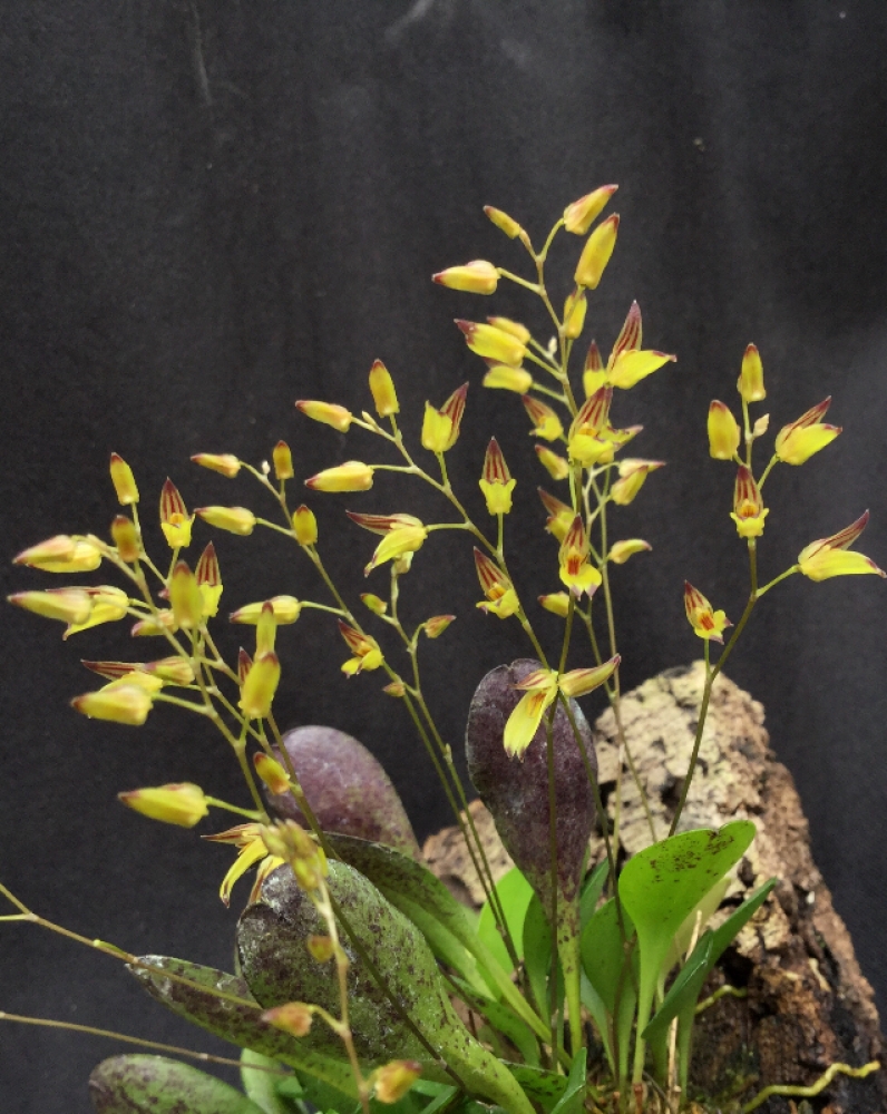 Pleurothallis grobyi