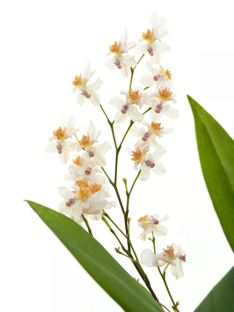 Oncidium Twinkle White Fantasy (Duftorchidee)