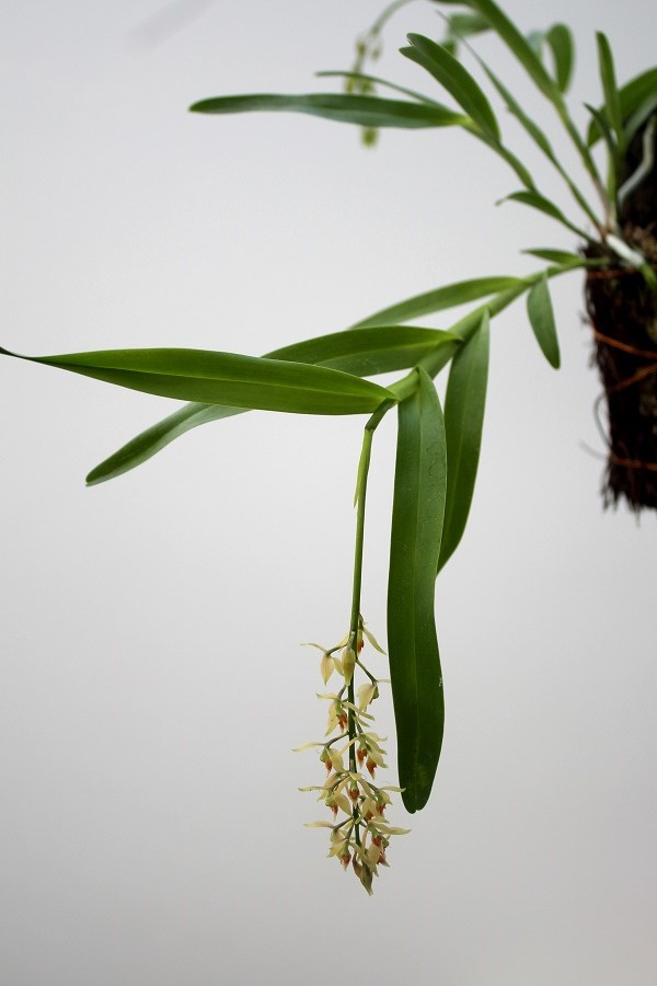 Epidendrum ferrugineum