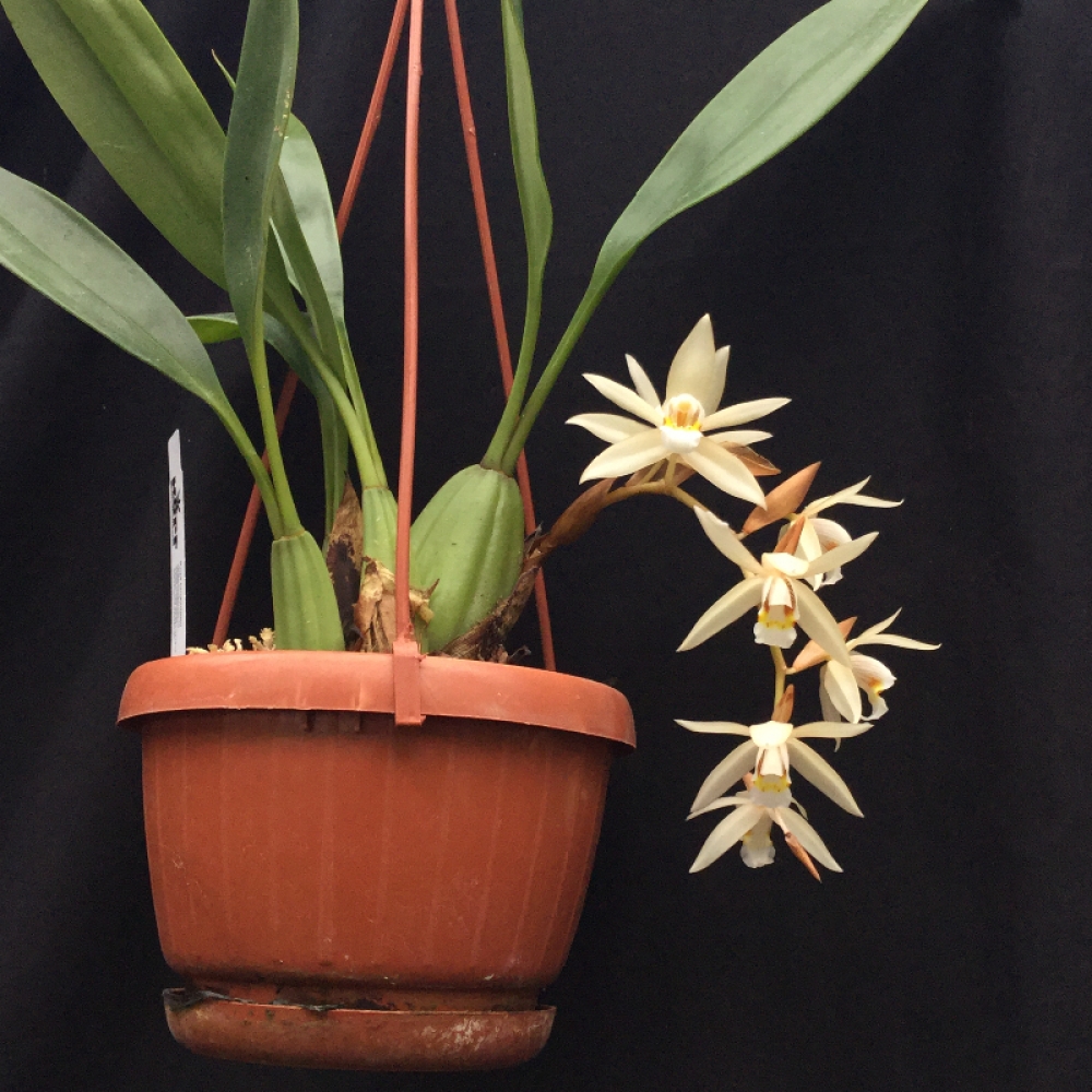 Coelogyne flaccida