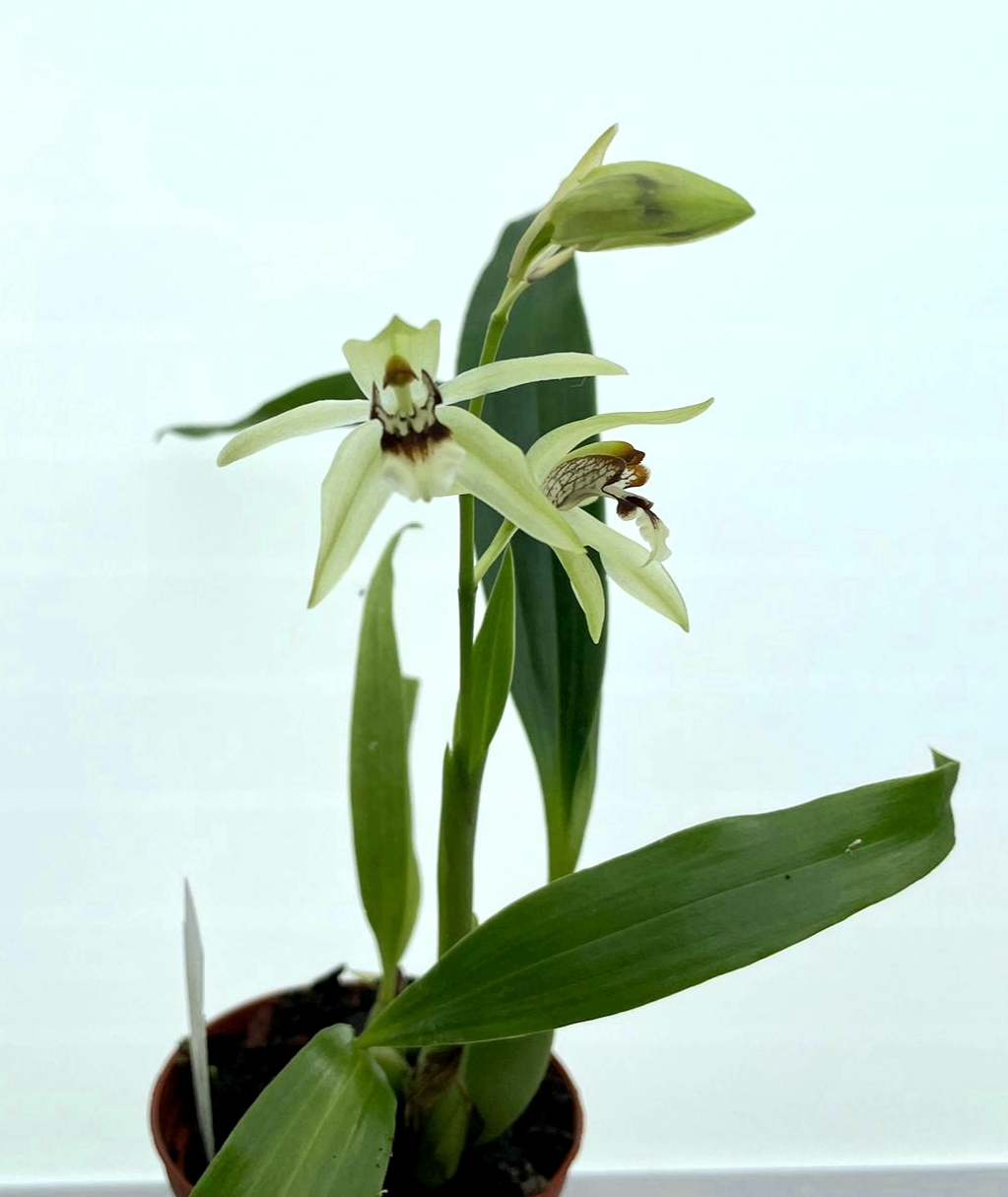 Coelogyne confusa