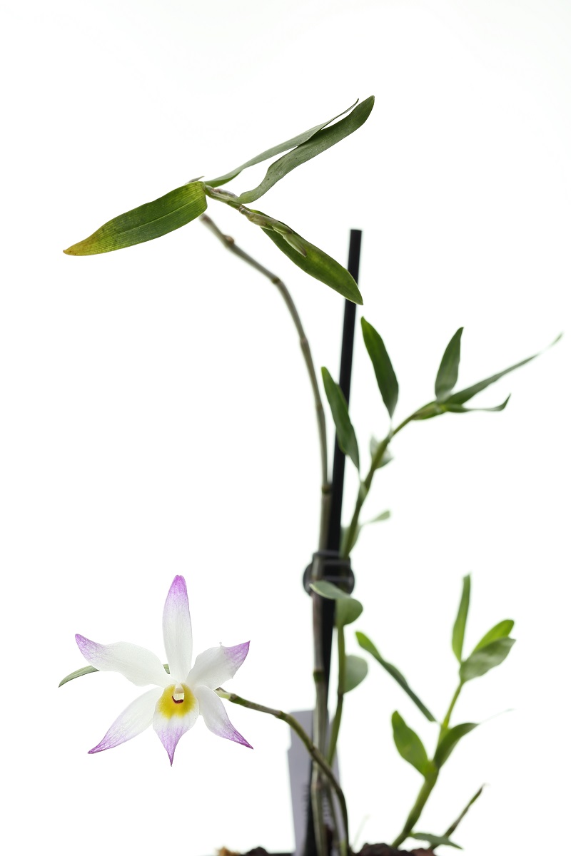 Dendrobium vietnamense