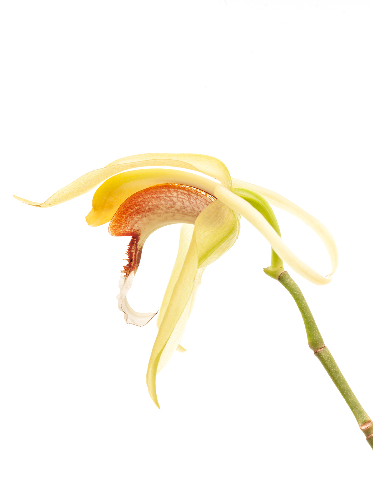 Coelogyne rumphii