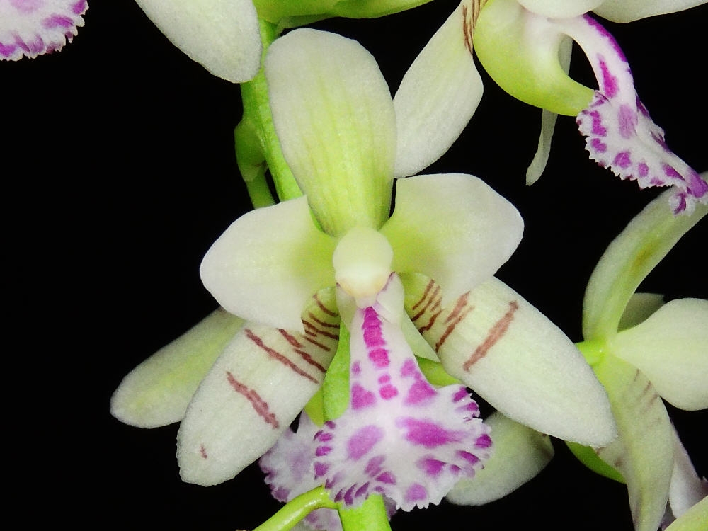 Phalaenopsis japonica