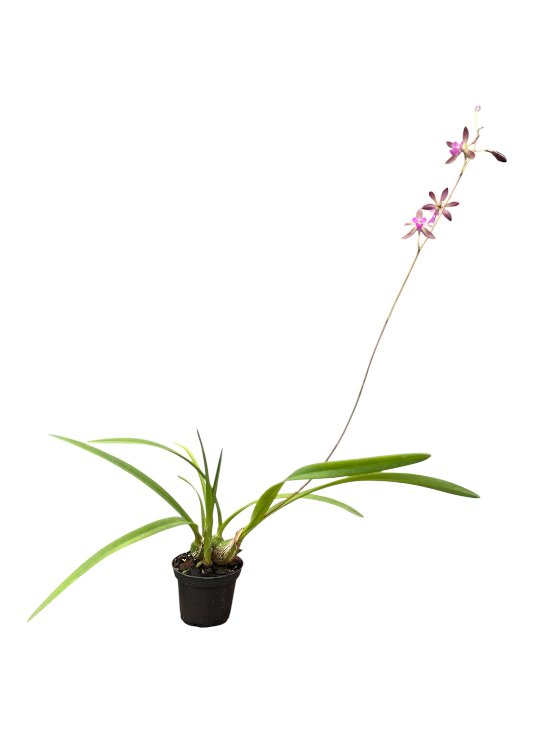 Encyclia mooreana