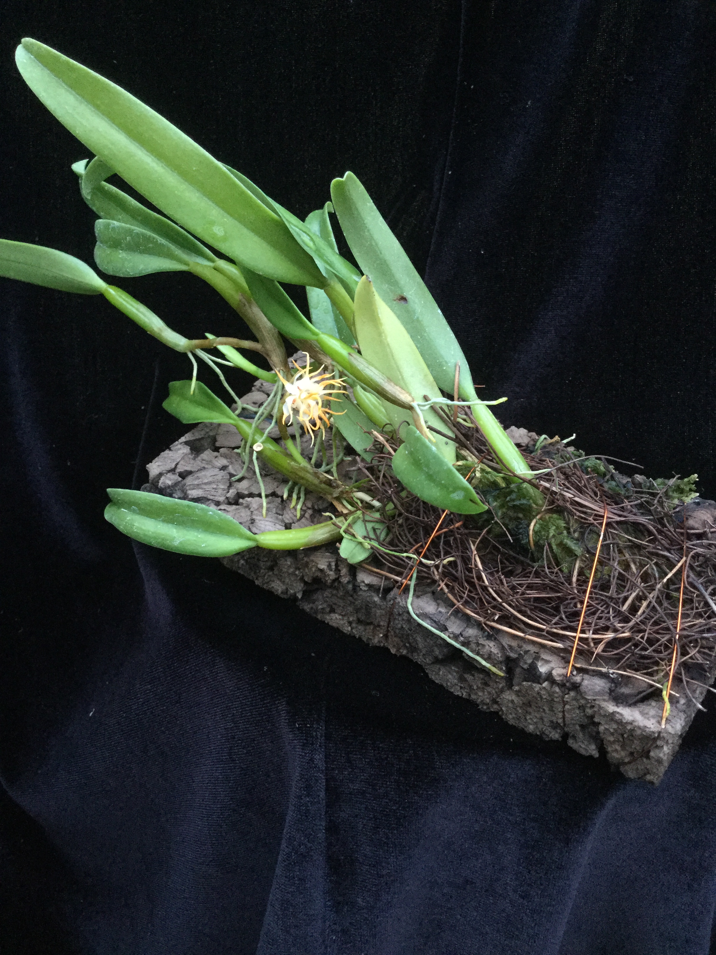 Bulbophyllum odoratissimum (aufgebunden)