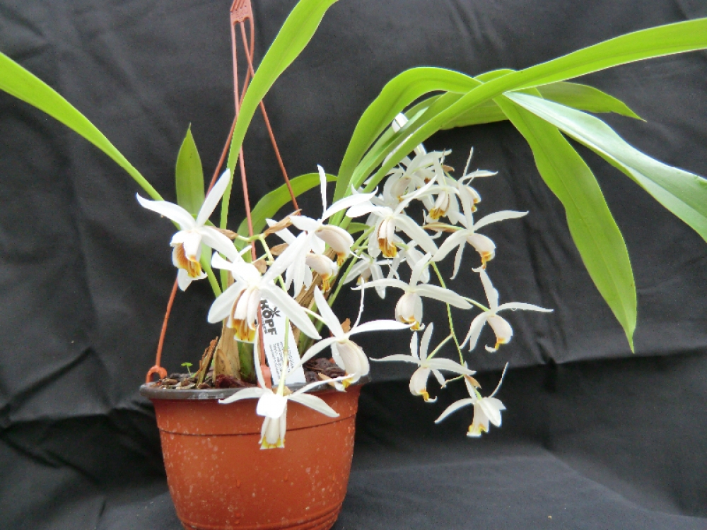 Coelogyne huettneriana